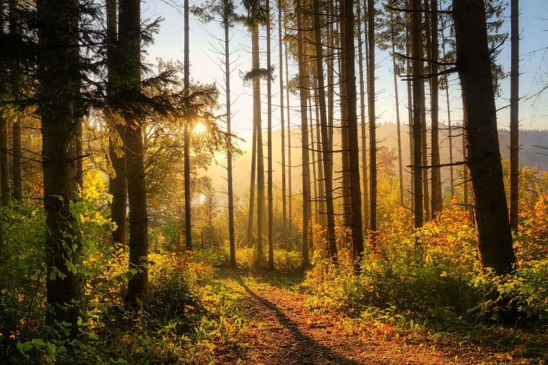 fietzfotos-forest-6765636