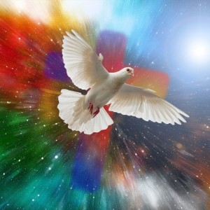 geralt-dove-5472118 800